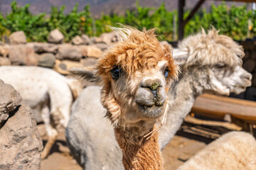 Fototapeta premium Close-up portrait of a brown alpaca with funny fluffy hair and grass on its nose on a farm