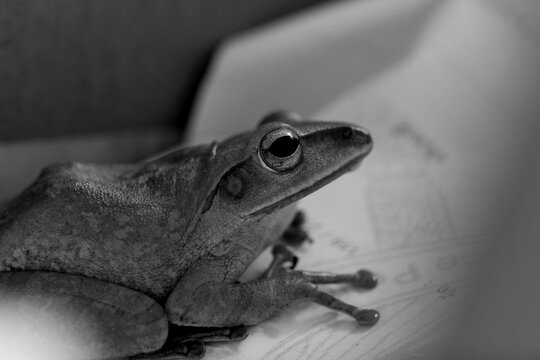 Polypedates leucomystax, Four-lined tree frog, Common tree frog, with black & white style