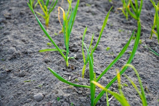bright green garlic or onion shoots emerging from dark cloddy garden soil in organized rows during spring agricultural cultivation process.