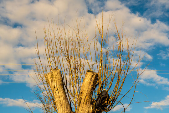 thick cut tree trunks sprouting numerous thin vertical yellow branches against bright blue sky with white clouds representing pollarding pruning technique and seasonal plant growth.
