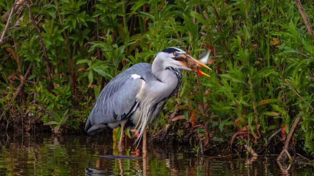Grey heron (Ardea cinerea) with struggling perch (Perca fluviatilis) in its beak, standing in a shallow marsh