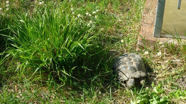 Land tortoise crawling slowly on the green grass in garden
