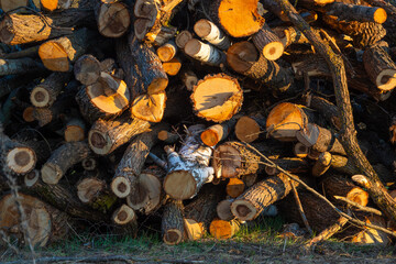 Abundant stack of varied round timber logs and birch trunks displays rough bark textures and fresh circular cuts illuminated by warm golden sunset light in a rural outdoor setting. © Dmitry