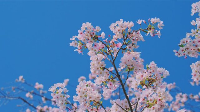 4K スローモーション　日本の春の風景、多摩川沿いの美しい桜並木と桜吹雪