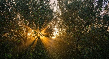Obraz premium Bright sunbeams shining through green tree branches in forest.