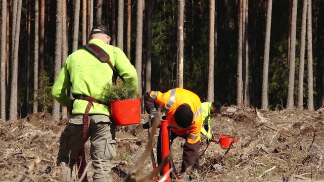 Worker planting young pine seedlings on cleared forest land, carrying a red tray and using a planting tool amid stumps, soil, and branches in bright sunlight. 