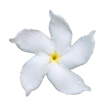 Single transparent pinwheel jasmine flower with yellow center isolated on transparent background