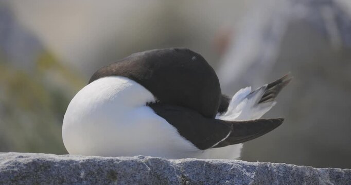 A black and white razorbill rests on a rock with its head tucked under its wing against a blurred coastal backdrop