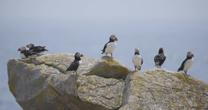 Several puffins perch on a mossy rock by the ocean under a pale sky.