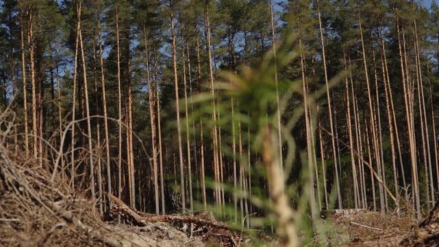 Close-up of young pine seedling needles in sharp focus against a softly blurred forest background, highlighting reforestation, growth, and renewal.