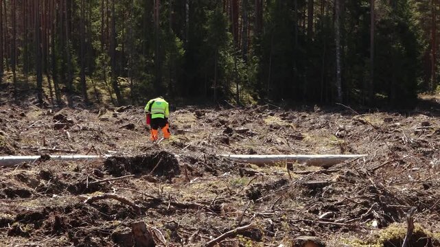 Worker planting young pine seedlings on cleared forest land, carrying a red tray and using a planting tool amid stumps, soil, and branches in bright sunlight. 