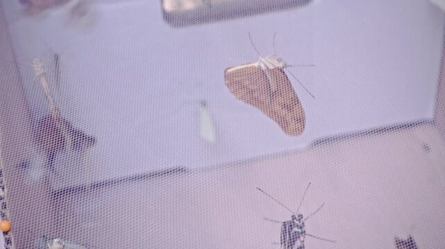 Closeup view of butterflies resting on mesh surface inside insect enclosure, delicate winged insects visible against soft indoor background in controlled environment