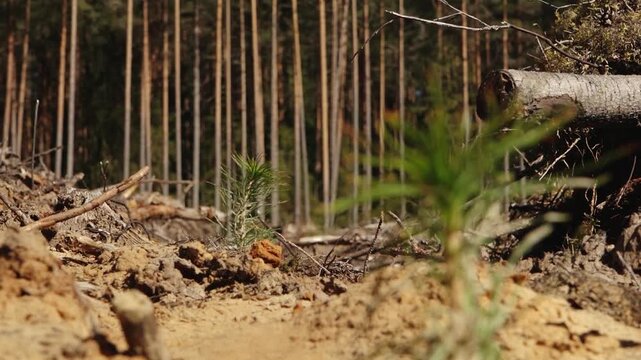 Close-up of young pine seedling needles in sharp focus against a softly blurred forest background, highlighting reforestation, growth, and renewal.