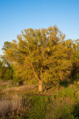 Fototapeta premium Majestic tree stands tall in a lush green landscape during sunrise