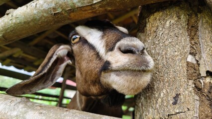 close up of a goat © Agung