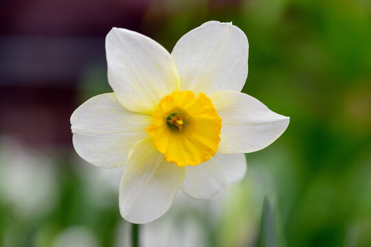 Close-up of white daffodil with yellow center
