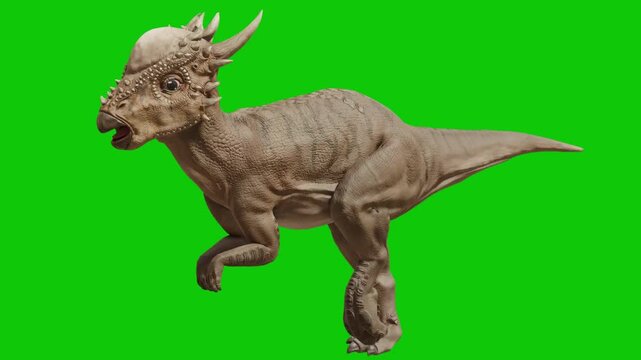 Pachycephalosaurus Dinosaur Running on Green Screen