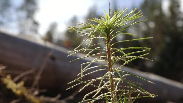 Close-up of young pine seedling needles in sharp focus against a softly blurred forest background, highlighting reforestation, growth, and renewal.