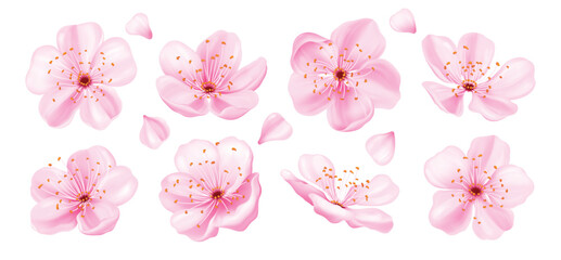Pink cherry blossom flowers collection. Realistic soft spring sakura for Japanese hanami vector illustration. © yayasya