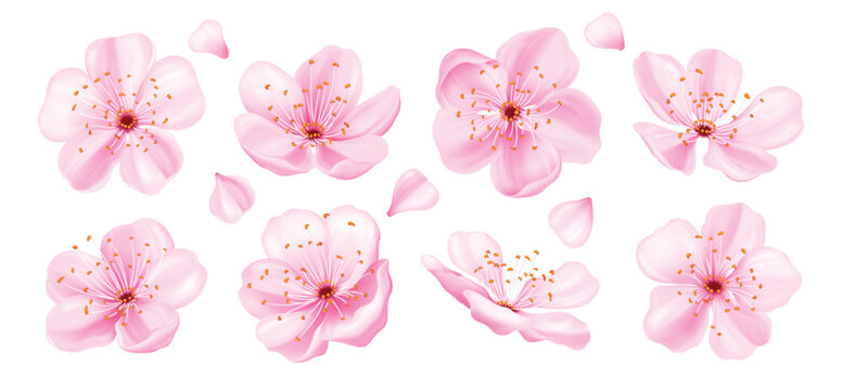 Pink cherry blossom flowers collection. Realistic soft spring sakura for Japanese hanami vector illustration.