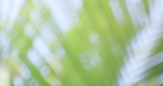 Soft sunlight through coconut palm leaves with gentle blur, creating a fresh tropical and relaxing atmosphere. Ideal for backgrounds and lifestyle visuals
