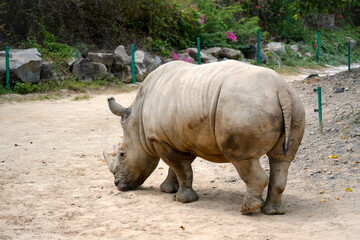 Naklejka premium Rhinoceros moves slowly on a sandy path in a wildlife park. The scene shows green plants and colorful flowers in the background during a sunny day