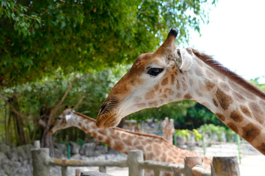Two giraffes are seen close to each other in a zoo. They are near trees and appear to be enjoying their surroundings while visitors look on