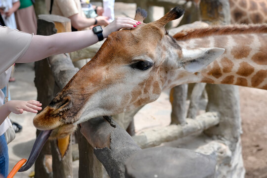 People stand near a giraffe at a wildlife park. One visitor feeds the giraffe while another gently touches its neck on a sunny day in the afternoon