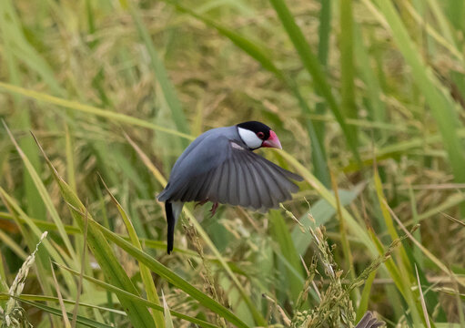 Java Sparrow It is a bird native to Java, Bali and other nearby islands in Indonesia. It lives in pairs or flocks in grasslands.