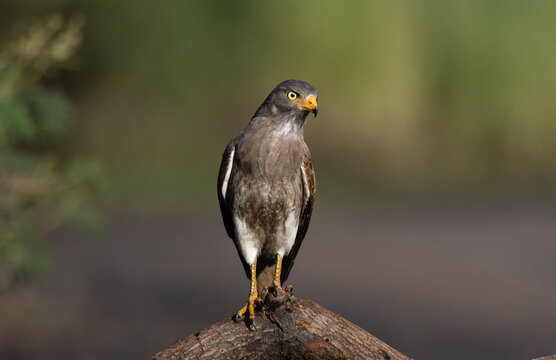 Rufous-winged Buzzard (Butastur liventer) perched on a curved branch against a blurred green background.