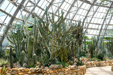 Fototapeta premium People walk through a cactus garden filled with many types of cacti and plants in a glass building under bright sunlight during the afternoon