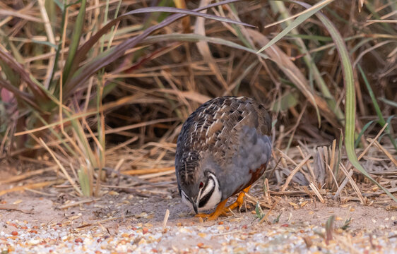 Blue-breasted Quail Males have beautiful plumage. 