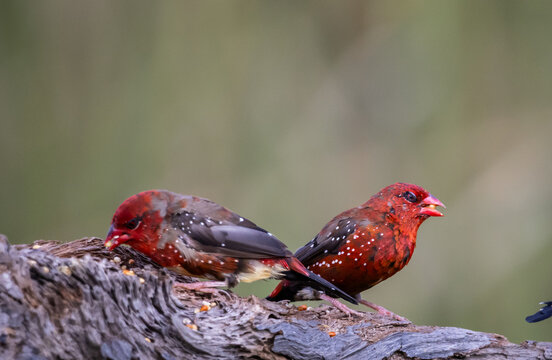 Red Avadavat ,Strawberry Finch Because it has a strawberry-like color during the breeding season.