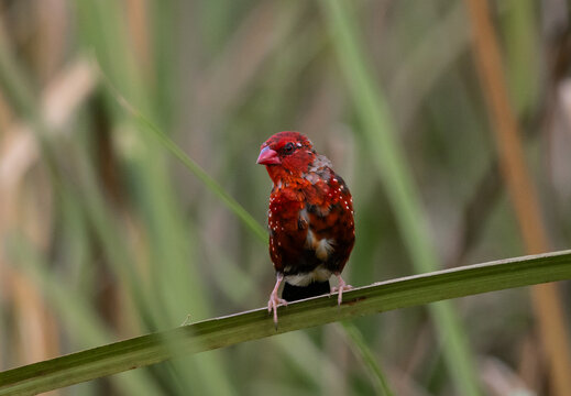 Red Avadavat ,Strawberry Finch Because it has a strawberry-like color during the breeding season.