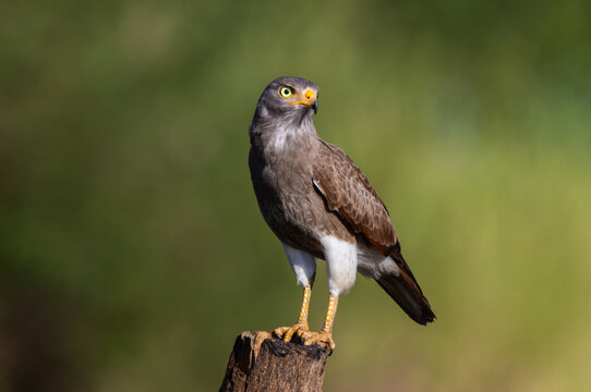 A detailed shot of a Red-winged Hawk (Buteo linearis) resting on a wooden stump in Pathum Thani, Thailand, against a soft green background.