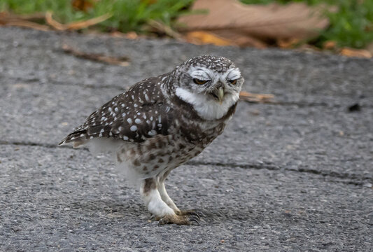 Spotted owlet (Athene brama) It is a type of bird of prey such as an owl. that can be found in Thailand