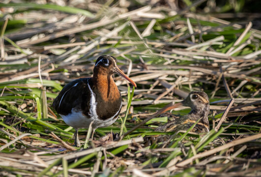 Greater painted-snipe On the ground in the field.