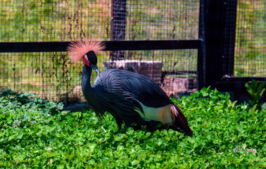 Obraz premium Crown crane walks in lush green grass