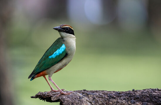 Fairy Pitta Passage Migrant in Spring and/or Autumn in Thailand is likely to become extinct, rare (due to behavior) or very few in suitable habitats.