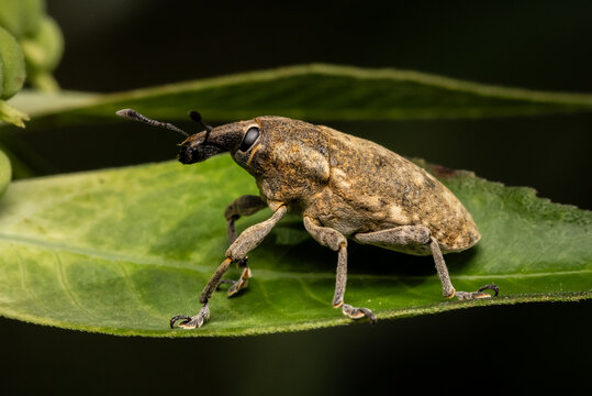 broad-nosed weevil Macro close up shot.