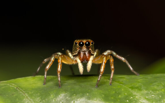 Jumping spiders are a group of spiders in the family Arachnids, which is considered to be the most populous family of spiders, with over 5,000 species.