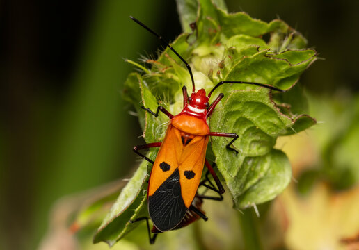 Rde cotton bug It is a pest that damages cotton. Both larvae and adults of this insect suck the sap from cotton pods and seeds.