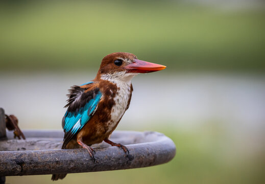 White-throated Kingfisher The body is large the head is large the neck and tail are short the mouth is flat and the sides are bright red. 