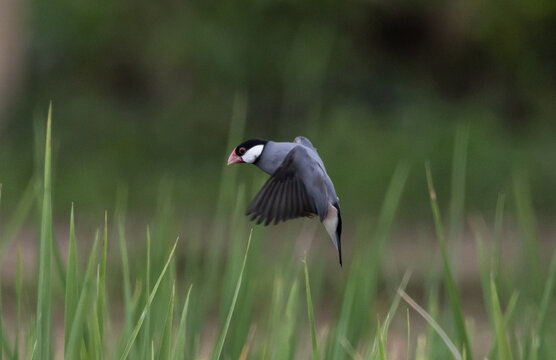 Java sparrow They live in rice fields and usually live in flocks. They were originally native to Java and Bali. They were later introduced to Thailand to be raised as ornamental birds.