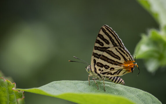 Club Silverline (Spindasis syama) Silver striped butterfly It is a butterfly in the blue butterfly family. It is small, when viewed on the flower, about the size of a thumb nail.