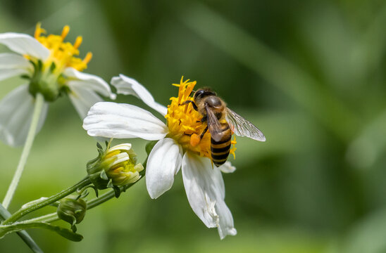 Bee on flower Macro Shot in garden.