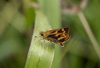 Hesperiidae It's a macro photography of insects. © photonewman