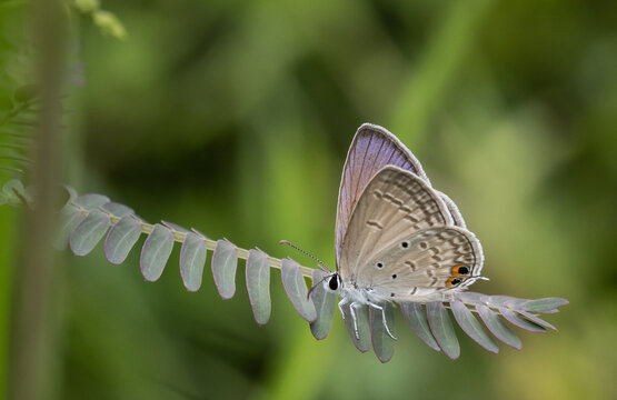 The Peablue Lampides boeticus  (Linnaeus,1767) on the green leaf macro shot.