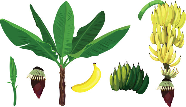 Banana Tree and Fruit Parts Botanical Vector Set