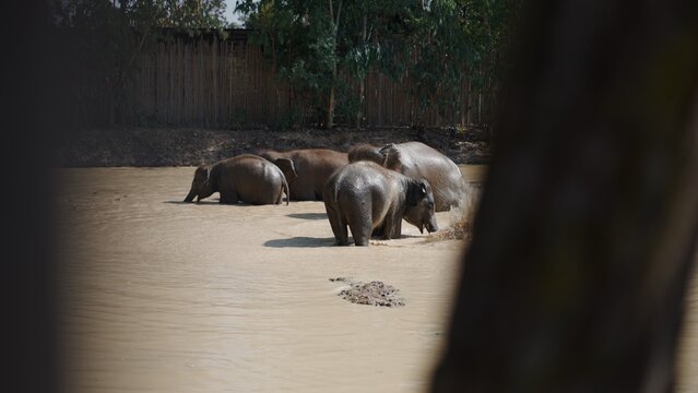 Elephants splashing and cooling off in natural mud pool on a hot day
